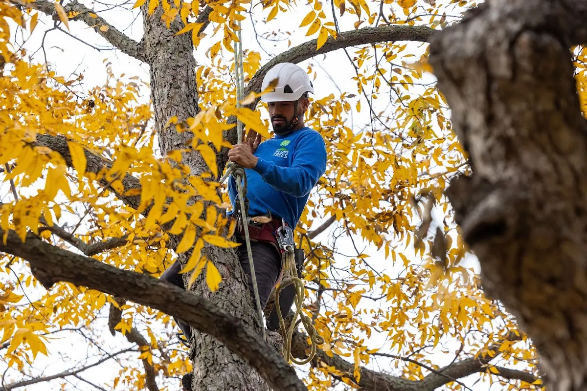 Skilled Tree Trimming crew working in Homer